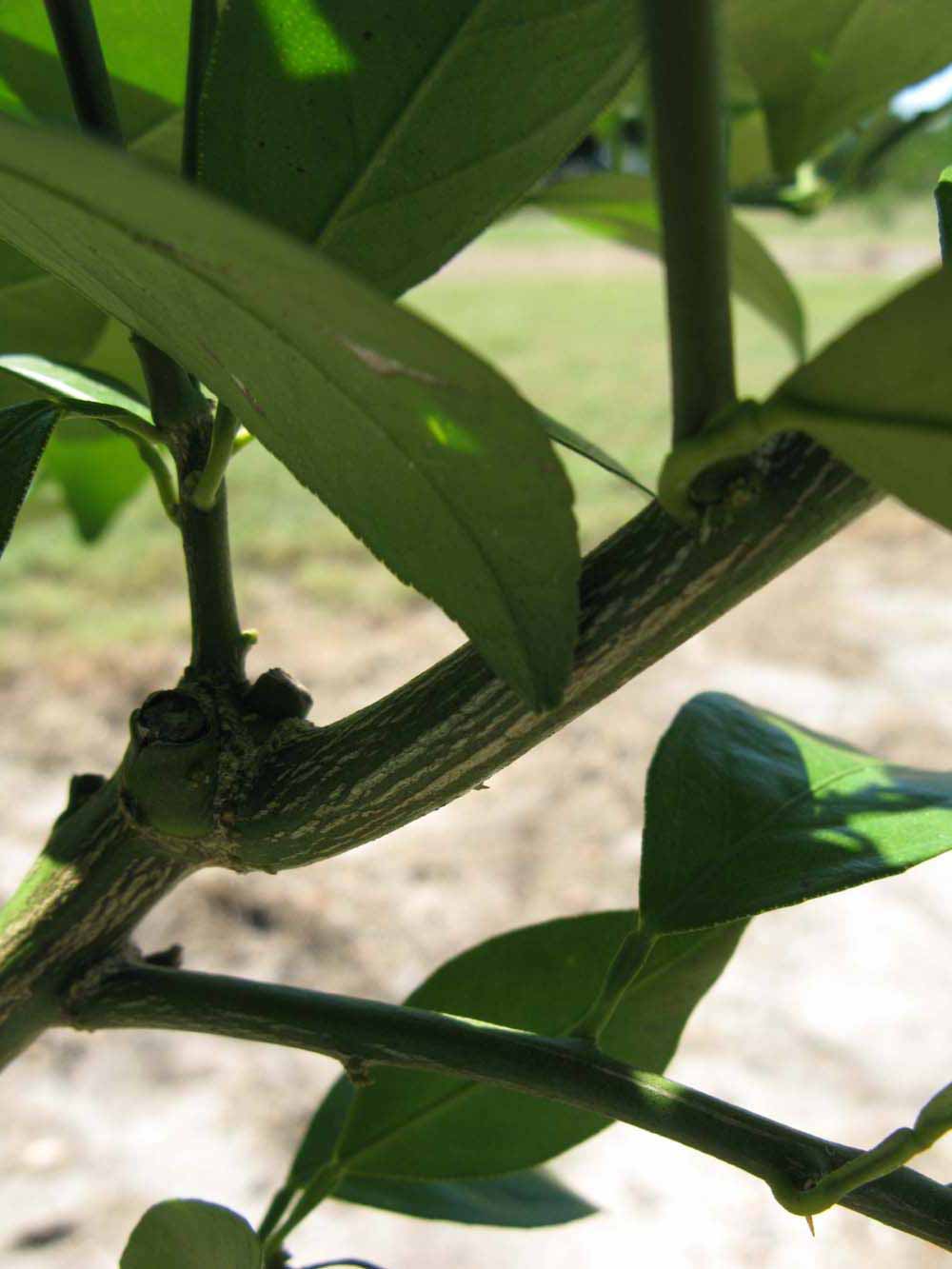              Second - third year twig (Winter Haven,   FL)       